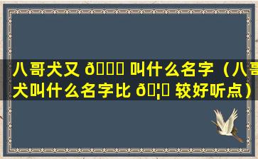 八哥犬又 🐞 叫什么名字（八哥犬叫什么名字比 🦍 较好听点）